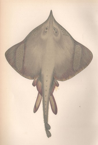 Long nosed skate dipturus - long-nosed,