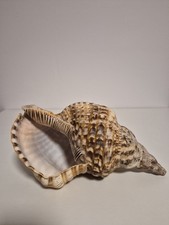 Wunderschöne Tritonshorn Muschel