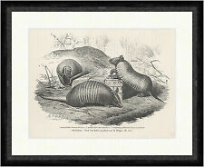 Gürtelthiere G. Mützel Zoo Schuppen Panzer Panzer Kugelgürtel  Faksimile_E 18838