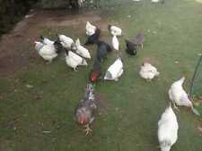 10 frische Eier Sundheimer