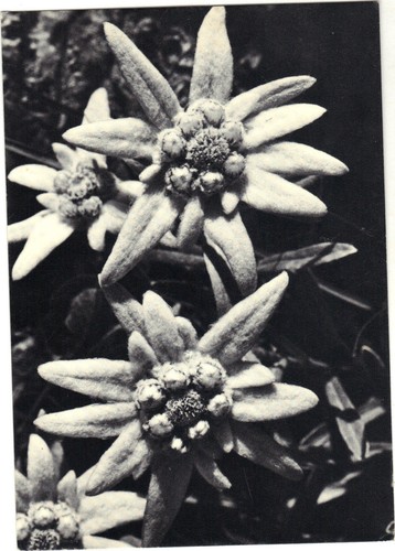 Edelweiss h5418 blumen - edelweiss,