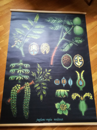 Rollwandkarte schulkarte - rollwandkarte,,