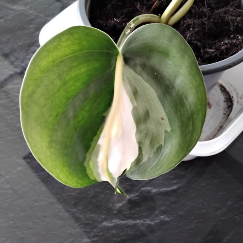 Philodendron cream splash - philodendron,