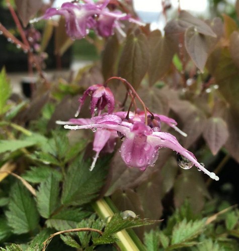 Elfenblume lilafee epimedium - lilafee,