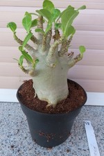 Adenium obesum Wüstenrose Caudex verzweigt Baobab Nr 428