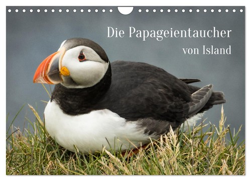 Die papageientaucher von - die,
