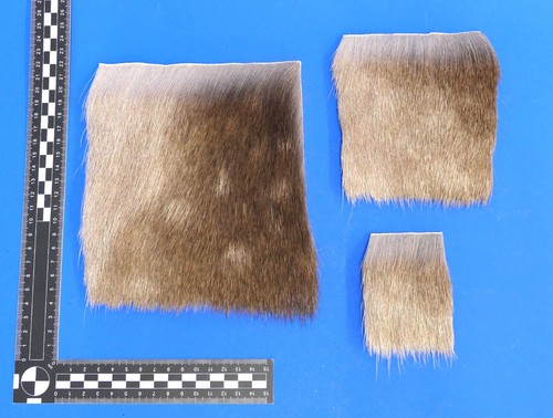 Echtes damhirschfell - echtes,