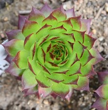 Sempervivum, Dachwurz, Sorte
