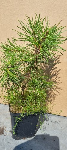 Bonsai kiefer pinus - ,