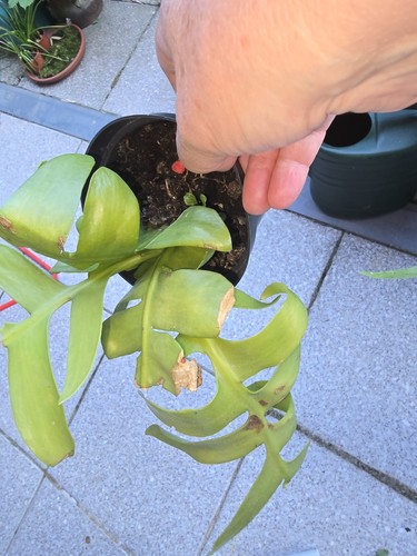 Epiphyllum chrysocardium - chrysocardium,