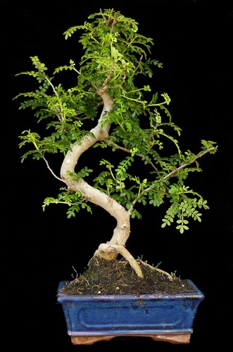 Bonsai zanthoxyllum - bonsai,