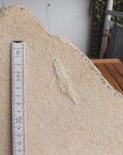 Holzwespe malm jura - holzwespe,, malm,