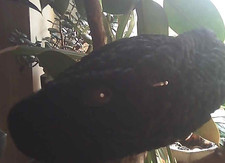 Vintage Damen Persianer Hut