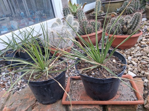 Yucca rostrata sapphire skies - yucca,