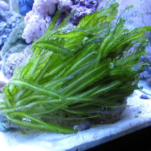 Caulerpa taxifolia meerwasser - taxifolia,