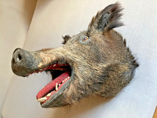 Tierpräparat Wildschwein