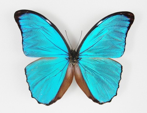 Morpho menelaus menelaus