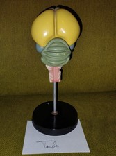 Gehirn Modell Taube DDR