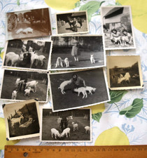 10 piece photos lot horse pig