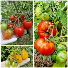 Tomatensamen Set 3 Sorten Freilandtomaten "Vivagrande" "Quadro""Gelbes Birnchen"