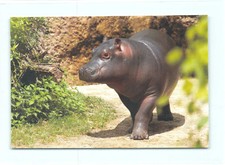 1 AK junges Flusspferd Nilpferd Hippo Kalb Jungtier - NEU !!! ::