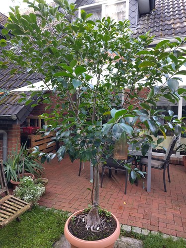 Ficus benjamina 30m - ficus,