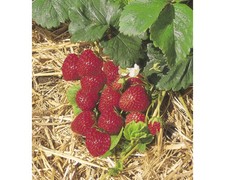 12 Bio Erdbeere 'Mieze