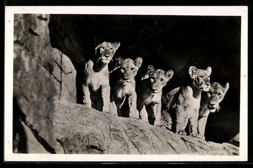 Carl hagenbecks tierpark - ak, hagenbecks´s