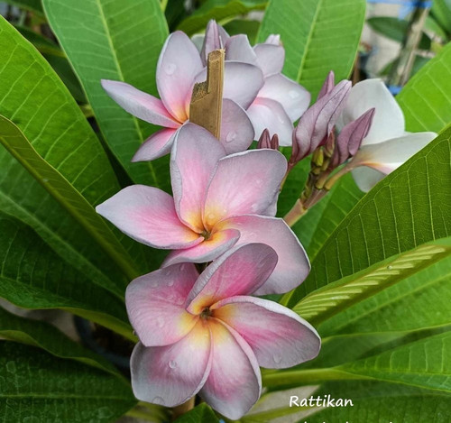 Frangipani plumeria rattikan - plumeria,