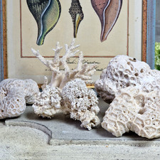 5 verschiedene Korallen