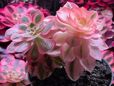 Imported Aeonium Pink Witch