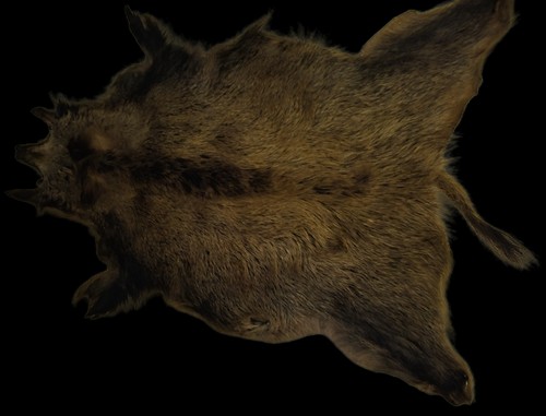 Großes wildschweinfell - großes,
