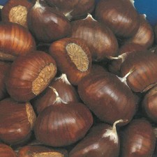 Fruchtbaum Kastanie Gemein In