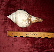 # grosse Turbinella pyrum -  "Riesenmuschel"  - 20,5 cm ! - 0,69 kg ! #