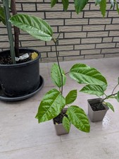 Maracuja, Passiflora, Exoten Obst, 20cm große Pflanze