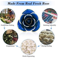 24-Karat-Rose Echte Rose In