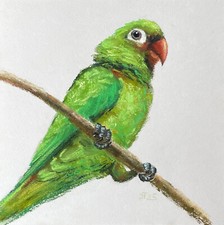 Papagei Original Pastell Malerei, Vogel Gemälde, Pastell auf Papier, 20x20 cm