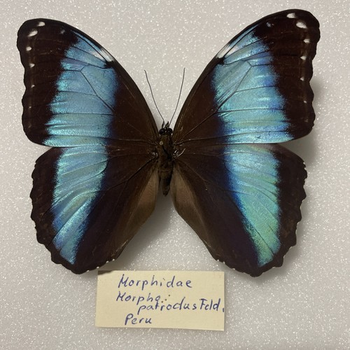 Entomologie*Morpho