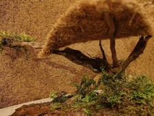 Bonsai Rinden Brett Hawai