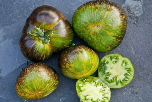 Samen tomate xanadu - st.,