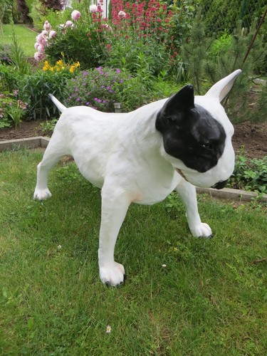 Bullterrier lebensgroß