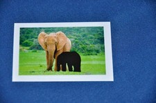 REWE ABENTEUER TIERWELT Nr