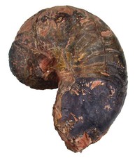 Lias  Cenoceras cf. smithi  Seltener Nautilus   Belmont d`Azergues  113-10