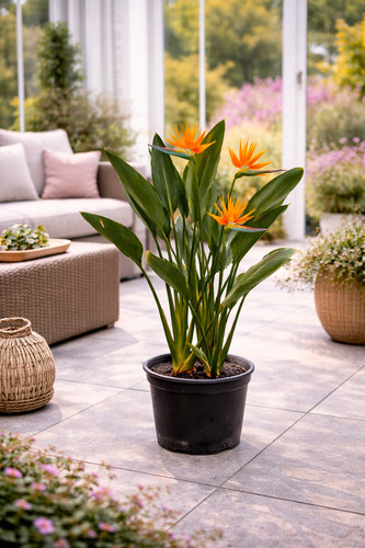Strelitzia reginae 100 cm - reginae, 80-100