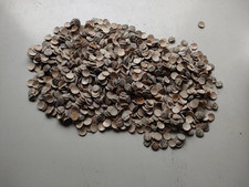 2 kg Runde Perlmutter Scheiben