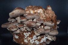 Pilzzucht Set Shiitake – frisches Growkit zum Selberzüchten