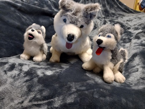 Stofftiere hunde husky - ,