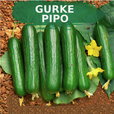 Gurkensamen Kleine Früchte große ernte PIPO bitterfrei 20+ Samen