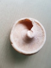 GESTEIN Tier- FOSSILIE