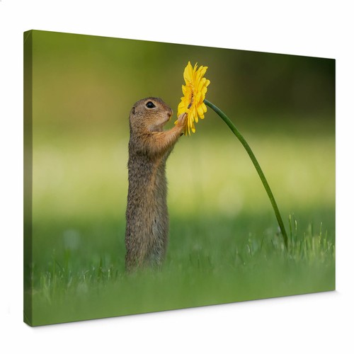 Leinwandbild van duijn - leinwandbild,